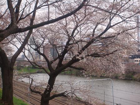 川沿いの桜道