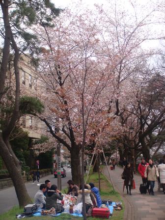 桜の花見風景